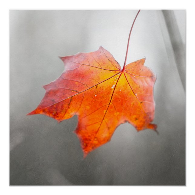 Póster Hoja de Arce Rojo - Otoño de Terciopelo (Anverso)