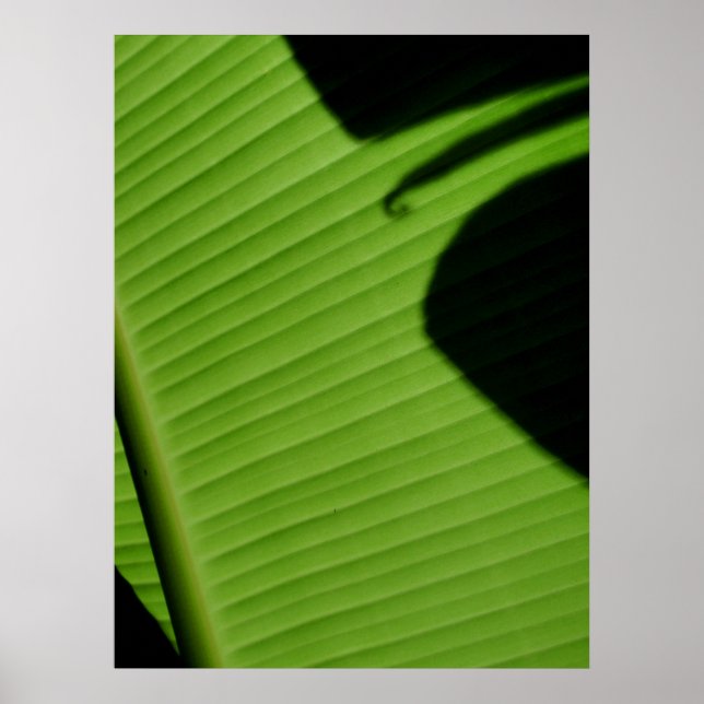 Póster Hoja de Banana de Hawái (Frente)