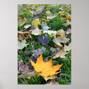 Póster hoja de color ámbar