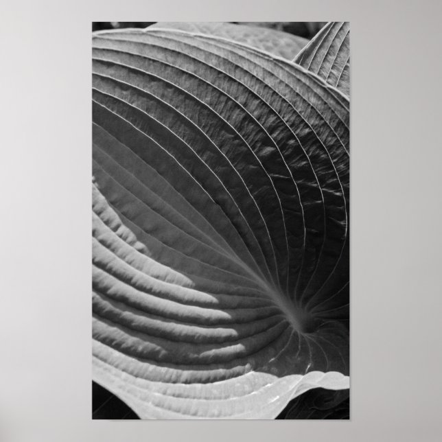 Póster Hoja de Hosta en Blanco y Negro (Frente)