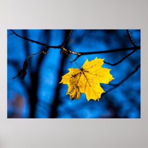 Póster Hoja De Maple Amarilla En Azul