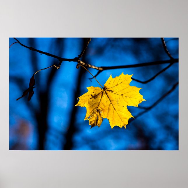 Póster Hoja De Maple Amarilla En Azul (Frente)