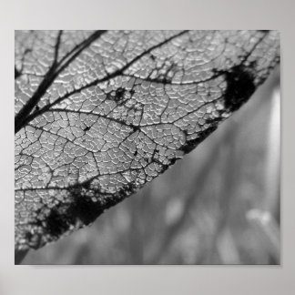 Póster Hoja de otoño 2 - B&W