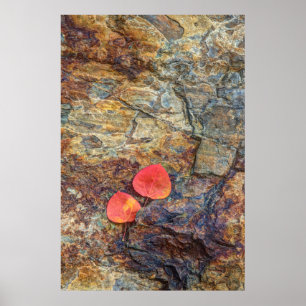 Póster Hoja de otoño en roca, California