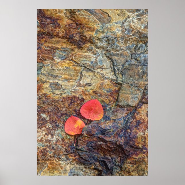 Póster Hoja de otoño en roca, California (Frente)