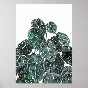 Póster Hoja de planta de anurio