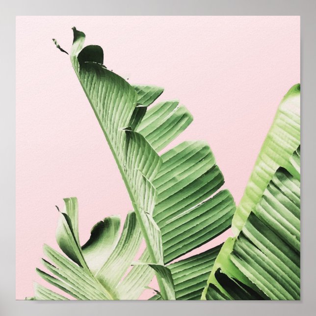 Póster Hoja de plátano en rosa (Frente)