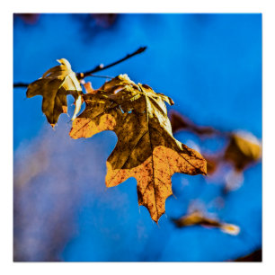 Póster Hoja de roble seca - La primavera no está lejos