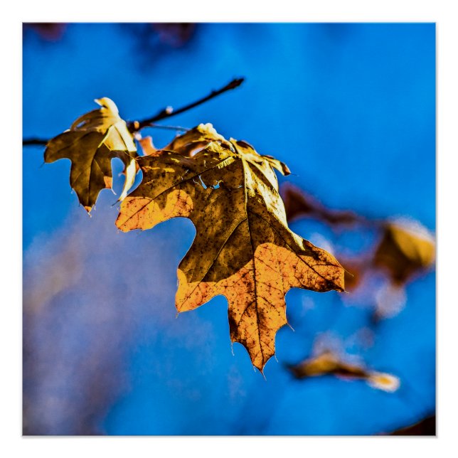 Póster Hoja de roble seca - La primavera no está lejos (Anverso)