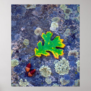 Póster Hoja de roble y bellotas sobre una roca cubierta d