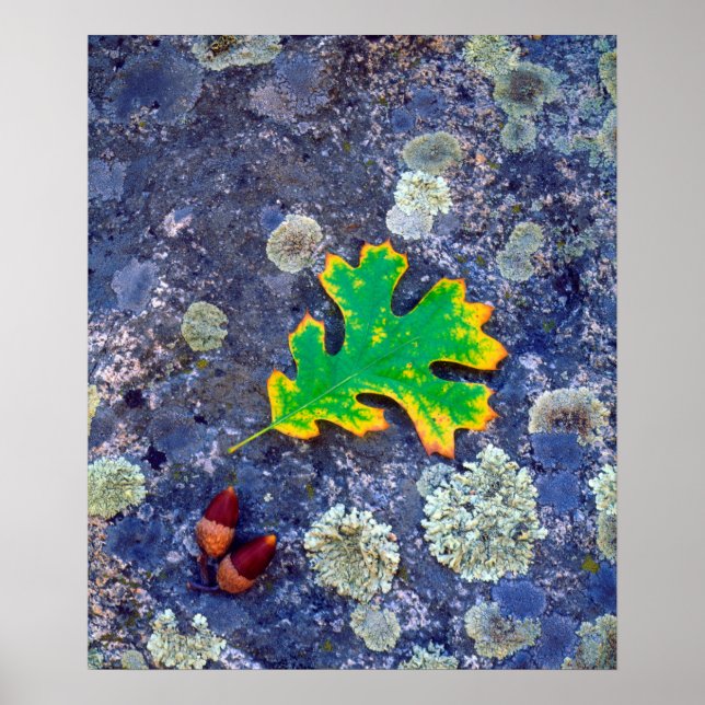 Póster Hoja de roble y bellotas sobre una roca cubierta d (Frente)