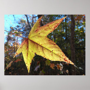 Póster Hoja de Sweetgum Brillante en el Bosque