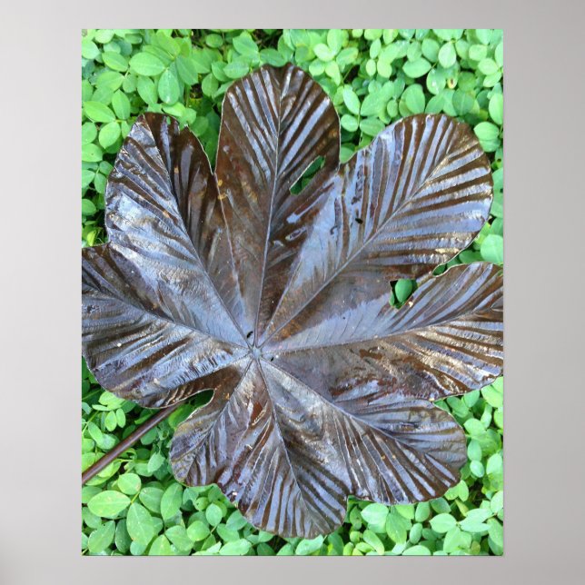 Póster Hoja de Yagrumo seca sobre gramo verde (Frente)