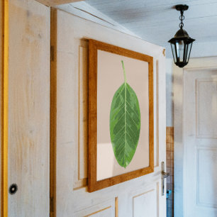 Póster Hoja Ficus altissima 'Yellow Gem'