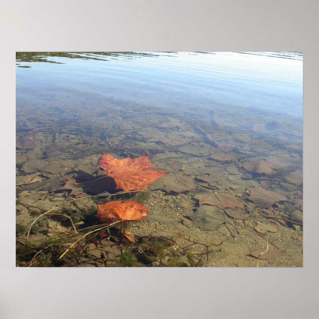 Póster Hoja flotante (Frente)