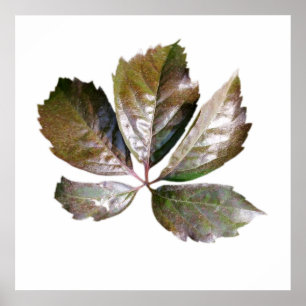 Póster hoja oxidado