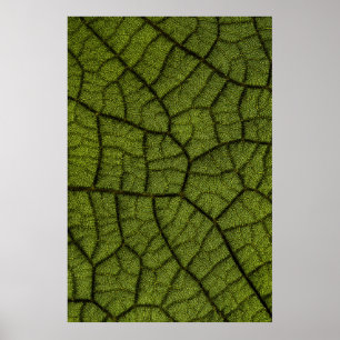 Póster Hoja verde