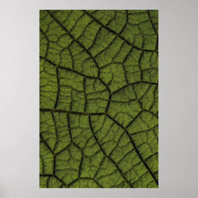 Póster Hoja verde (Frente)