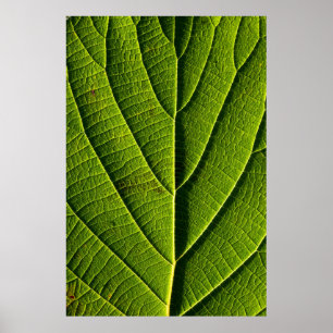 Póster Hoja verde