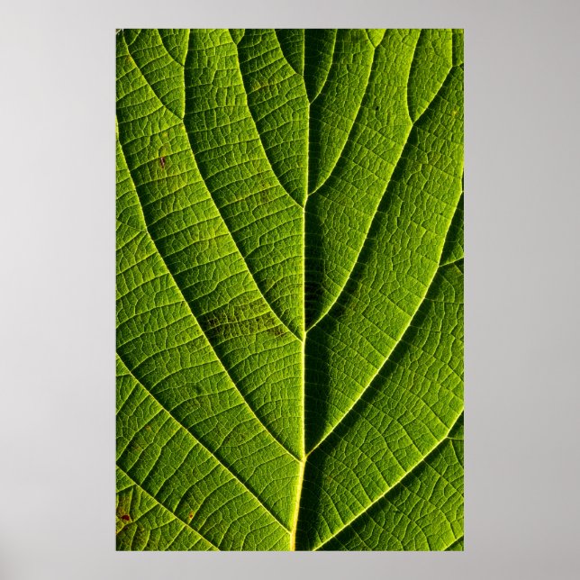 Póster Hoja verde (Frente)