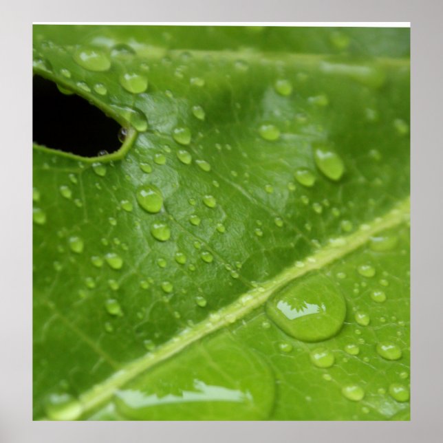 Póster Hoja verde con gotas de lluvia Poster/Imprimir (Frente)