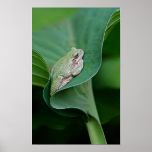 Póster Hoja verde de Hosta y rana