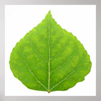 Hoja verde de lápiz #11