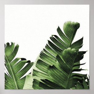 Póster Hoja verde del plátano