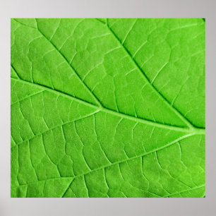 Póster Hoja verde macro: Planta ecológica