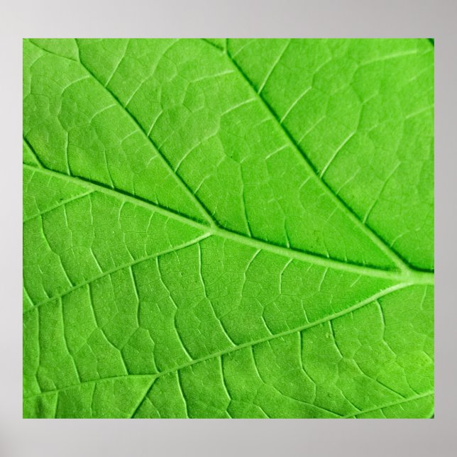 Póster Hoja verde macro: Planta ecológica (Frente)