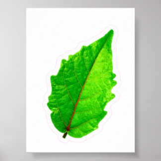 Póster Hoja Verde Tropical Exótica con Venas Rojas Macro 