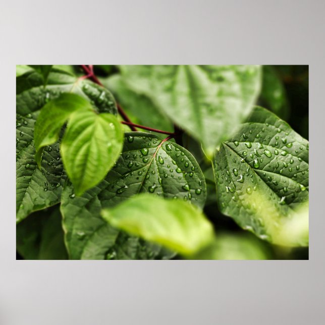 Póster Hojas (Frente)