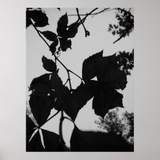 Póster Hojas