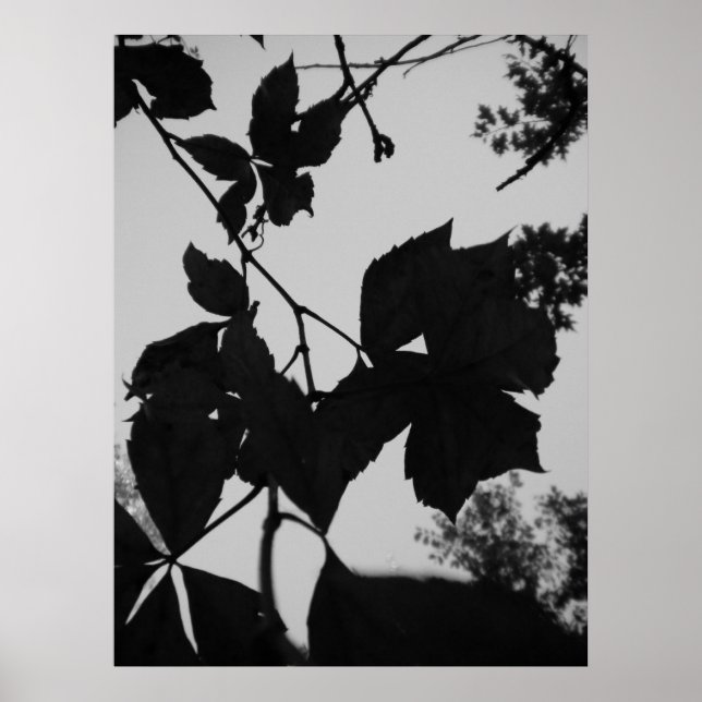 Póster Hojas (Frente)