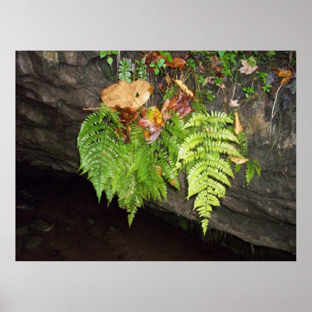 Póster Hojas (Frente)