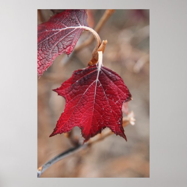 Póster Hojas (Frente)