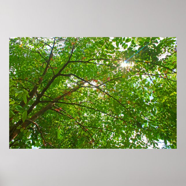 Póster Hojas (Frente)