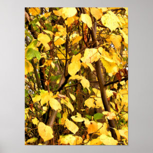 PÓSTER HOJAS AMARILLAS DE OTOÑO