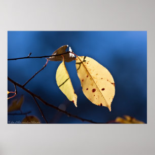 Póster Hojas amarillas en un Poster del cielo azul