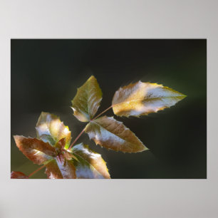 Póster hojas brillantes