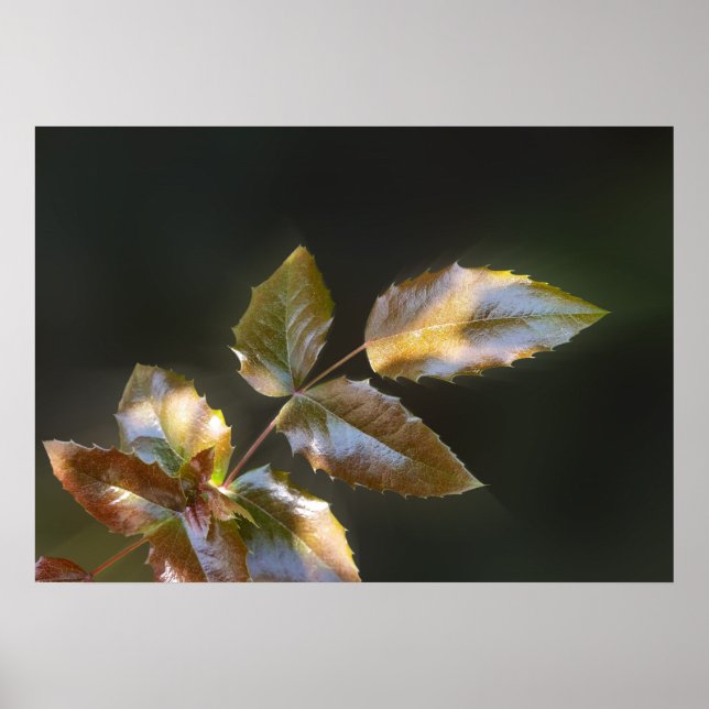 Póster hojas brillantes (Frente)