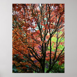 Póster Hojas Coloridas de Arce de Otoño