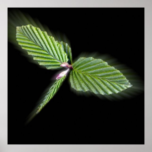 Póster Hojas con forma de libélula (Frente)