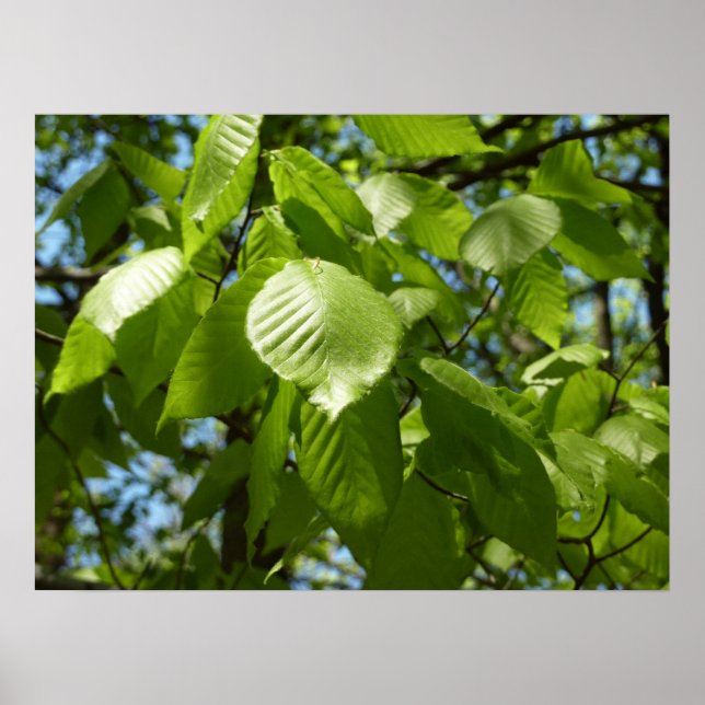 Póster Hojas de abedul de primavera árbol verde (Frente)