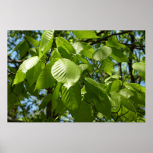 Póster Hojas de abedul de primavera árbol verde