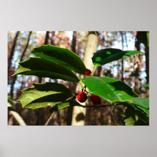 Póster Hojas de Acebo I Botánica Navideña
