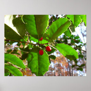 Póster Hojas de Acebo II Naturaleza Botánica Navideña