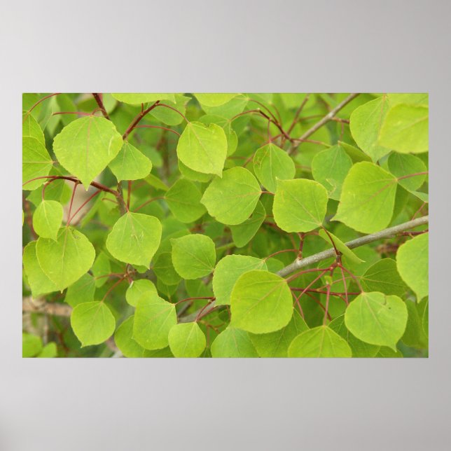Póster hojas de álamos verdes (Frente)