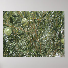 Póster Hojas de árbol de oliva