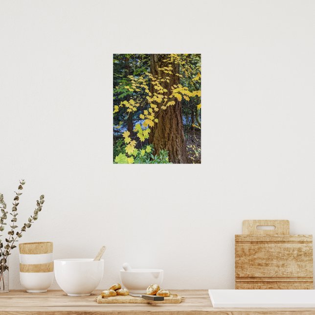 Póster Hojas de arce amarillas y foto de Douglas Fir (Cocina)